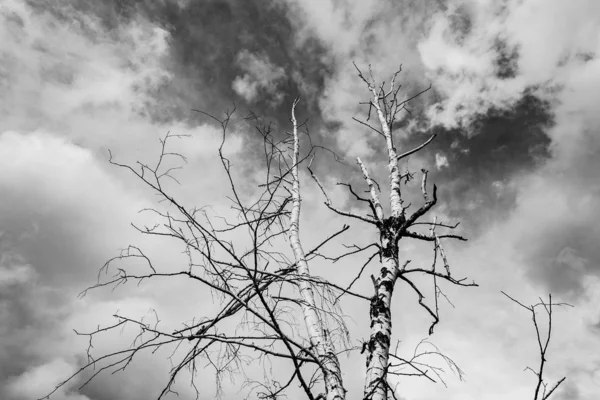 gri bulutların bir arka plan üzerinde yalnız kuru ağaç, alttan görünümü, kasvetli arka plan 