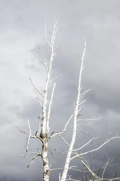 Árvore Seca Solitária Fundo Nuvens Cinzas Vista Fundo Fundo Sombrio — Fotografia de Stock