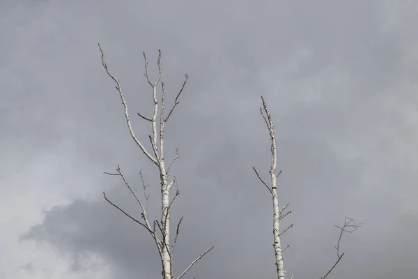 Árvore Seca Solitária Fundo Nuvens Cinzas Fundo Sombrio — Fotografia de Stock