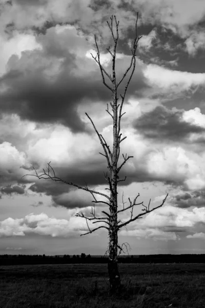 Árvore Seca Solitária Fundo Nuvens Cinzas Fundo Sombrio — Fotografia de Stock