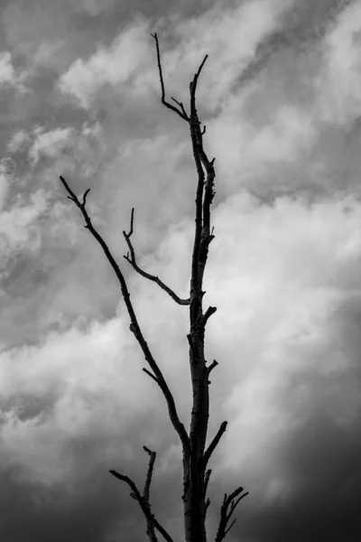 Одинокое Сухое Дерево Фоне Серых Облаков Мрачный Фон — стоковое фото
