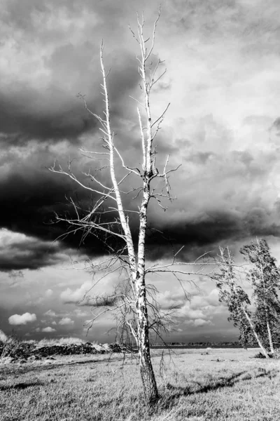 Árvore Seca Solitária Fundo Nuvens Cinzas Fundo Sombrio — Fotografia de Stock