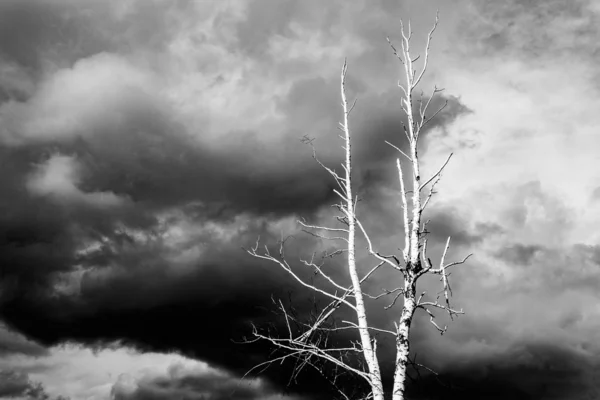 Árvore Seca Solitária Fundo Nuvens Cinzas Fundo Sombrio — Fotografia de Stock