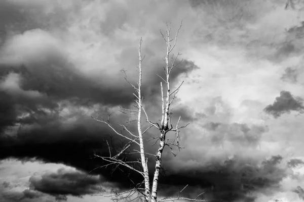 Samotne Suche Drzewo Tle Szarych Chmur Ponure Tło — Zdjęcie stockowe