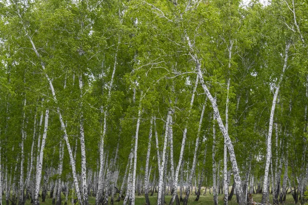 Bosque Abedul Primavera Troncos Árboles Fondo —  Fotos de Stock