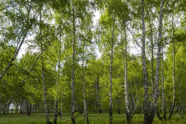 Bosque Abedul Primavera Troncos Árboles Fondo —  Fotos de Stock