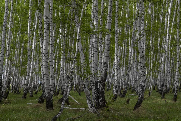 Bosque Abedul Primavera Troncos Árboles Fondo —  Fotos de Stock