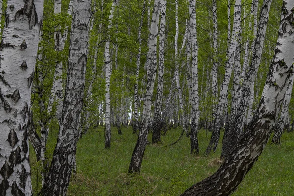 Brzozowy Las Wiosną Pnie Drzew Tło — Zdjęcie stockowe