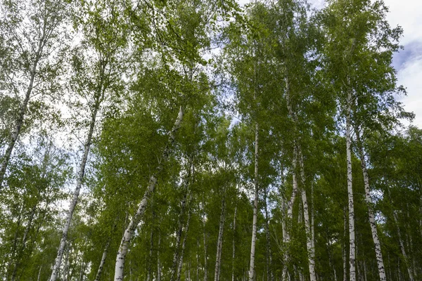 Bosque Abedul Primavera Troncos Árboles Fondo —  Fotos de Stock