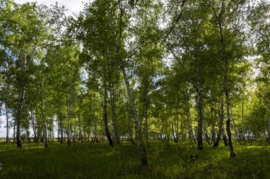 Baharda huş ormanı, ağaç gövdeleri, arka plan