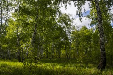 Baharda huş ormanı, ağaç gövdeleri, arka plan