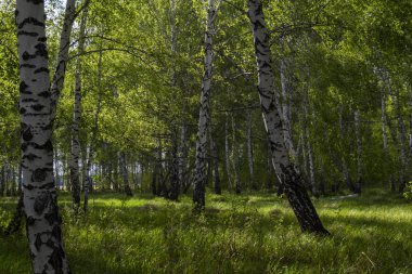 Baharda huş ormanı, ağaç gövdeleri, arka plan