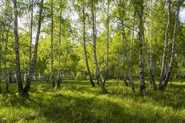 Baharda huş ormanı, ağaç gövdeleri, arka plan