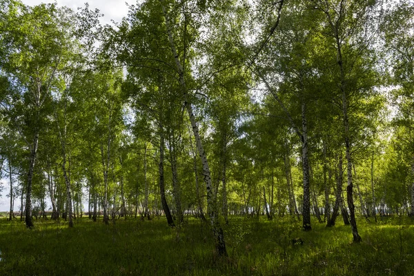 Bosque Abedul Primavera Troncos Árboles Fondo —  Fotos de Stock