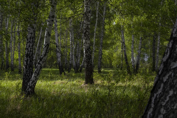 Bosque Abedul Primavera Troncos Árboles Fondo —  Fotos de Stock