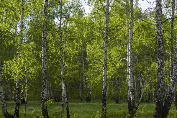 Bosque Abedul Primavera Troncos Árboles Fondo —  Fotos de Stock