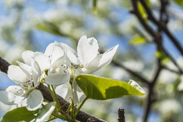 bright bright flowers, blooming apple tree