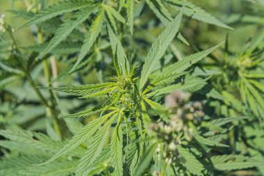 esrar yaprakları, sulu marihuana, arka plan