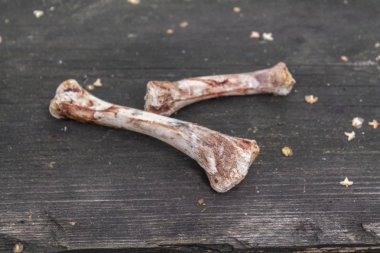 koyu ahşap arka plan üzerinde tavuk kemikleri