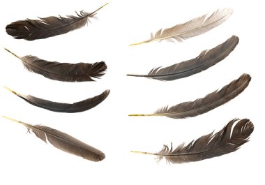 Beyaz arka planda izole edilmiş doğal kuş tüyleri. kolaj güvercini, kaz ve tavuk tüyleri. Kuş tüylerini yakın plan.