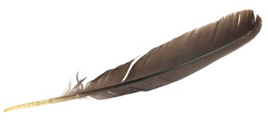 Beyaz arka planda izole edilmiş doğal kuş tüyleri. güvercin, kaz ve tavuk tüyü