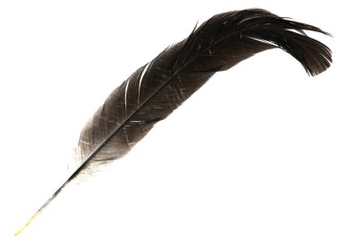 Beyaz arka planda izole edilmiş doğal kuş tüyleri. güvercin, kaz ve tavuk tüyü