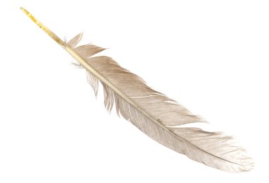 Beyaz arka planda izole edilmiş doğal kuş tüyleri. güvercin, kaz ve tavuk tüyü