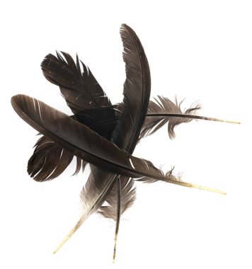 Beyaz arka planda izole edilmiş doğal kuş tüyleri. Güvercin, tavuk ve kaz tüyleri yakın plan. Kuş tüylerini istifle