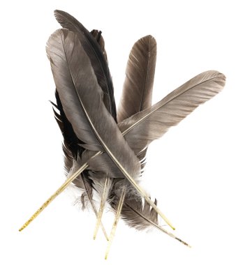 Beyaz arka planda izole edilmiş doğal kuş tüyleri. Güvercin, tavuk ve kaz tüyleri yakın plan. Kuş tüylerini istifle