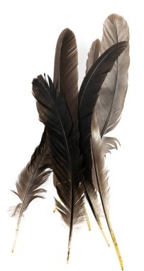 Beyaz arka planda izole edilmiş doğal kuş tüyleri. Güvercin, tavuk ve kaz tüyleri yakın plan. Kuş tüylerini istifle