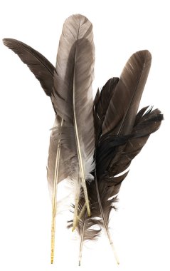 Beyaz arka planda izole edilmiş doğal kuş tüyleri. Güvercin, tavuk ve kaz tüyleri yakın plan. Kuş tüylerini istifle