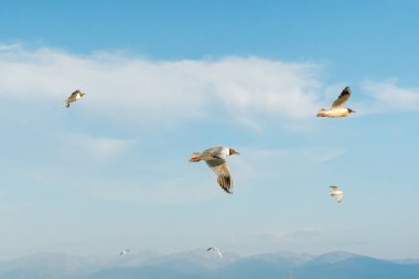 Beyaz martılar, güneşli bir günde mavi gökyüzü ve bulutların arka planında uçarlar. Deniz kenarındaki kumsalda kuşlar