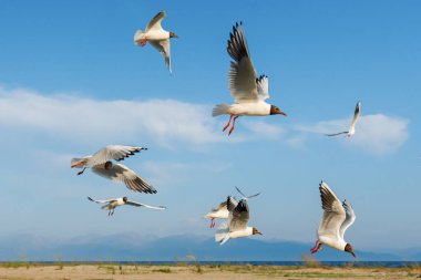 Beyaz martılar, güneşli bir günde mavi gökyüzü ve bulutların arka planında uçarlar. Deniz kenarındaki kumsalda kuşlar