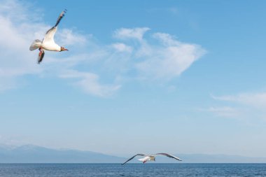 Beyaz martılar, güneşli bir günde mavi gökyüzü ve bulutların arka planında uçarlar. Deniz kenarındaki kumsalda kuşlar