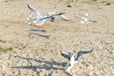 Güneşli bir günde kumlu bir sahilde beyaz martılar. Deniz kenarındaki kumsalda kuşlar