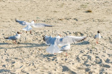 Güneşli bir günde kumlu bir sahilde beyaz martılar. Deniz kenarındaki kumsalda kuşlar