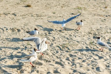 Güneşli bir günde kumlu bir sahilde beyaz martılar. Deniz kenarındaki kumsalda kuşlar