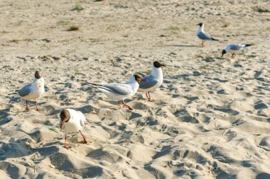 Güneşli bir günde kumlu bir sahilde beyaz martılar. Deniz kenarındaki kumsalda kuşlar