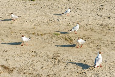 Güneşli bir günde kumlu bir sahilde beyaz martılar. Deniz kenarındaki kumsalda kuşlar
