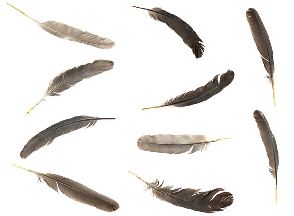 Beyaz arka planda izole edilmiş doğal kuş tüyleri. kolaj güvercini, kaz ve tavuk tüyleri. Kuş tüylerini yakın plan.