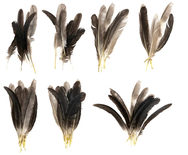 Penas Aves Naturais Isoladas Fundo Branco Colagem Penas Pombo Ganso — Fotografia de Stock