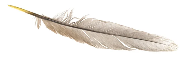 Beyaz Arka Planda Izole Edilmiş Doğal Kuş Tüyleri Güvercin Kaz — Stok fotoğraf