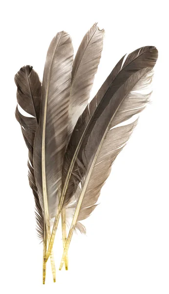 Natural bird feathers isolated on a white background. pile pigeon