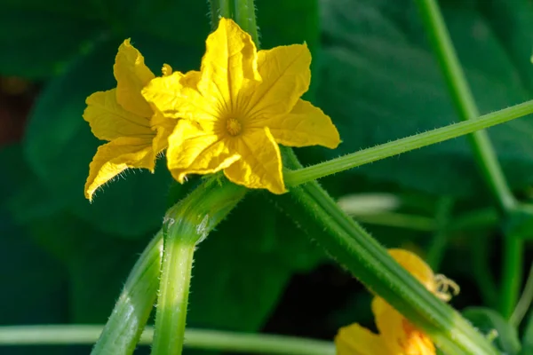 Pepinos Floridos Flores Pepino Amarelo — Fotografia de Stock