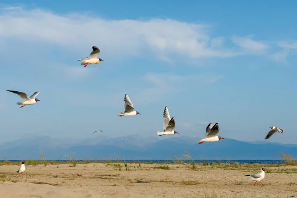 Weiße Möwen Fliegen Einem Sonnigen Tag Vor Dem Hintergrund Von — Stockfoto