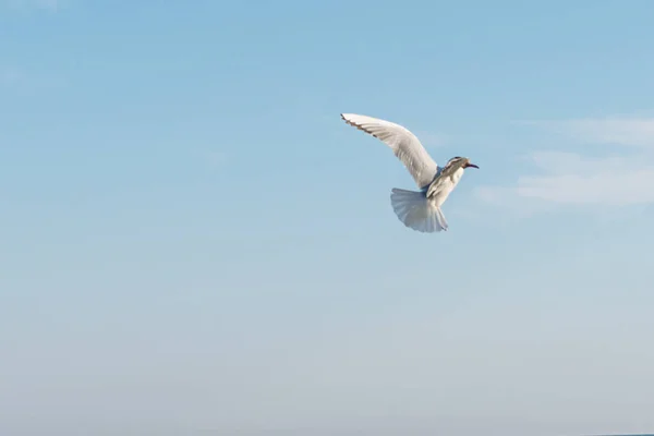 Weiße Möwen Fliegen Einem Sonnigen Tag Vor Dem Hintergrund Von — Stockfoto