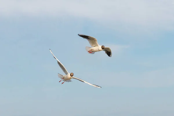 Weiße Möwen Fliegen Einem Sonnigen Tag Vor Dem Hintergrund Von — Stockfoto