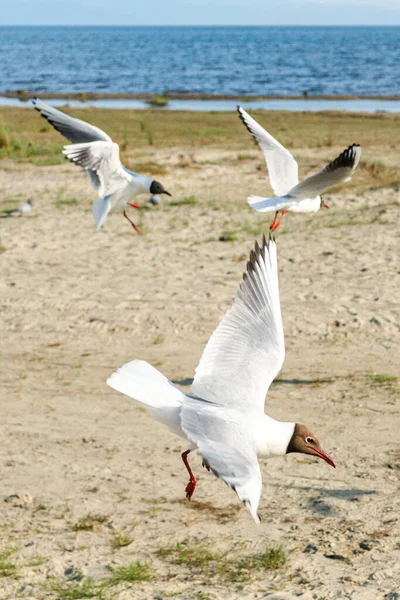 Weiße Möwen Einem Sonnigen Tag Einem Sandstrand Vögel Auf Dem — Stockfoto