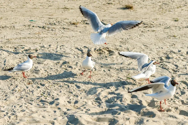 Weiße Möwen Einem Sonnigen Tag Einem Sandstrand Vögel Auf Dem — Stockfoto