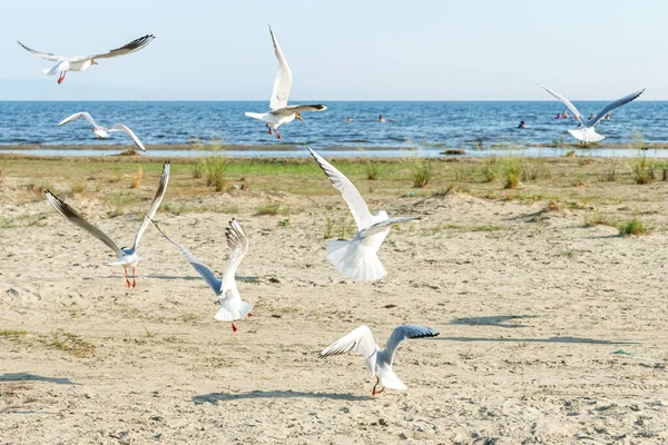 Gaviotas Blancas Una Playa Arena Día Soleado Aves Arena Junto — Foto de Stock